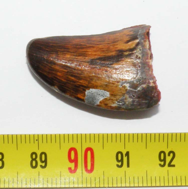 https://www.nuggetsfactory.com/EURO/mammifere/Carcharodontosaurus%20saharicus/dent/16%20Carcharodontosaurus%20saharicus%20a.jpg