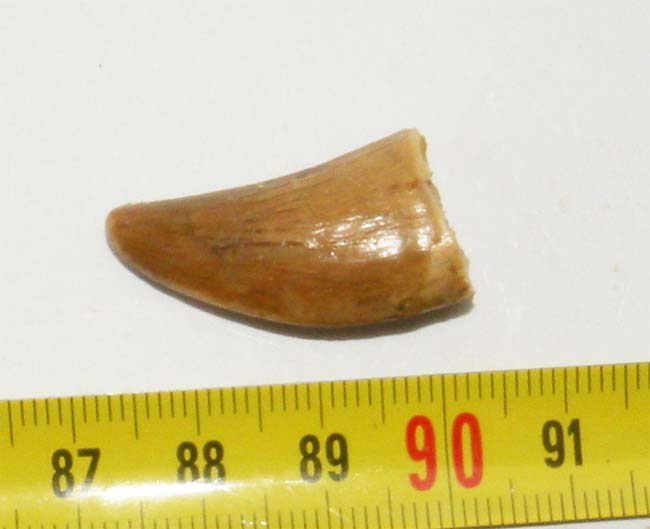 https://www.nuggetsfactory.com/EURO/mammifere/Carcharodontosaurus%20saharicus/dent/2%20Carcharodontosaurus%20saharicus.jpg