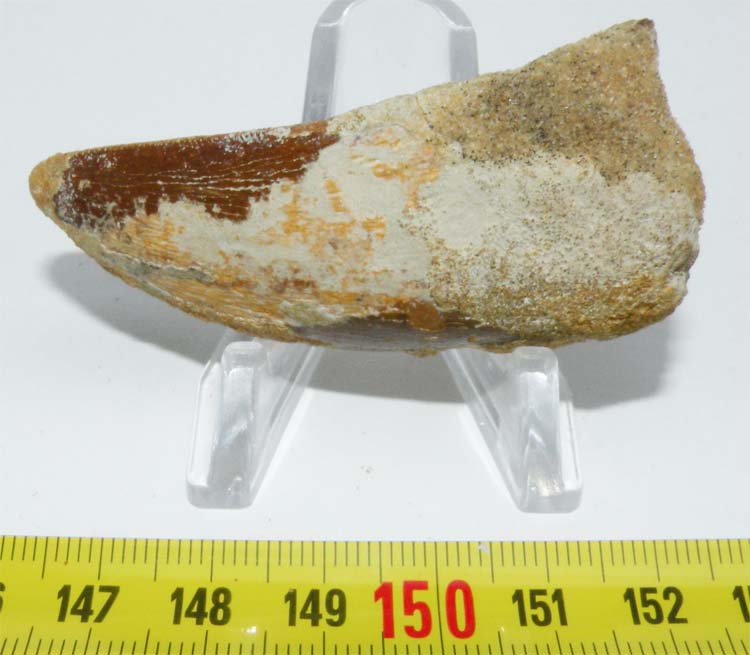 https://www.nuggetsfactory.com/EURO/mammifere/Carcharodontosaurus%20saharicus/dent/20%20Carcharodontosaurus%20saharicus.jpg