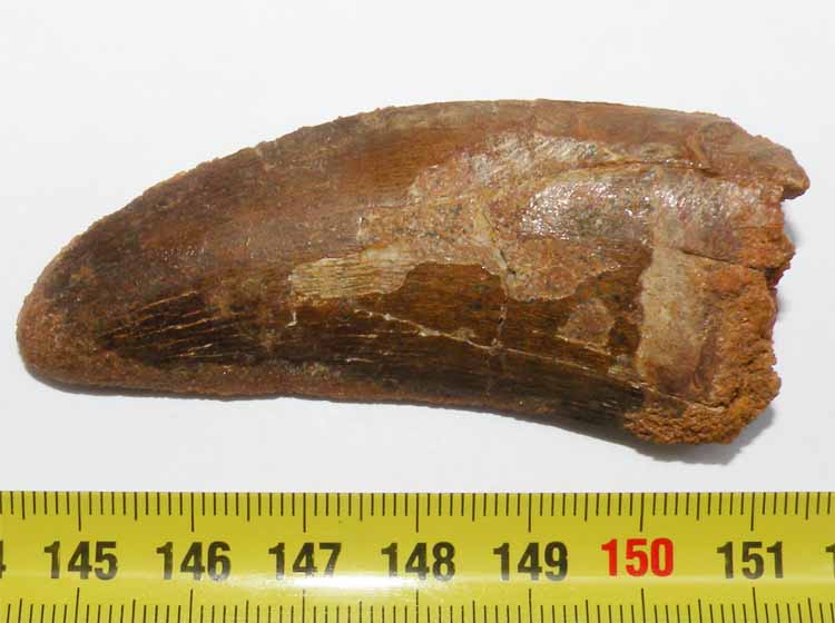 https://www.nuggetsfactory.com/EURO/mammifere/Carcharodontosaurus%20saharicus/dent/31%20Carcharodontosaurus%20saharicus%20c%20.jpg