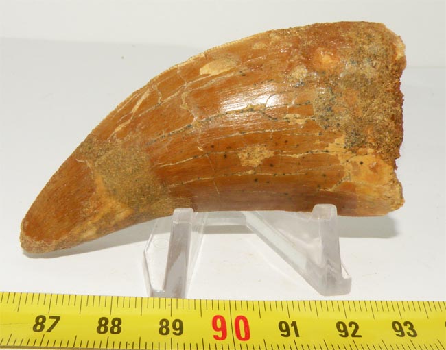 https://www.nuggetsfactory.com/EURO/mammifere/Carcharodontosaurus%20saharicus/dent/7%20Carcharodontosaurus%20saharicus%20a.jpg