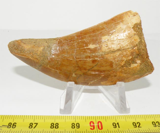 https://www.nuggetsfactory.com/EURO/mammifere/Carcharodontosaurus%20saharicus/dent/7%20Carcharodontosaurus%20saharicus.jpg