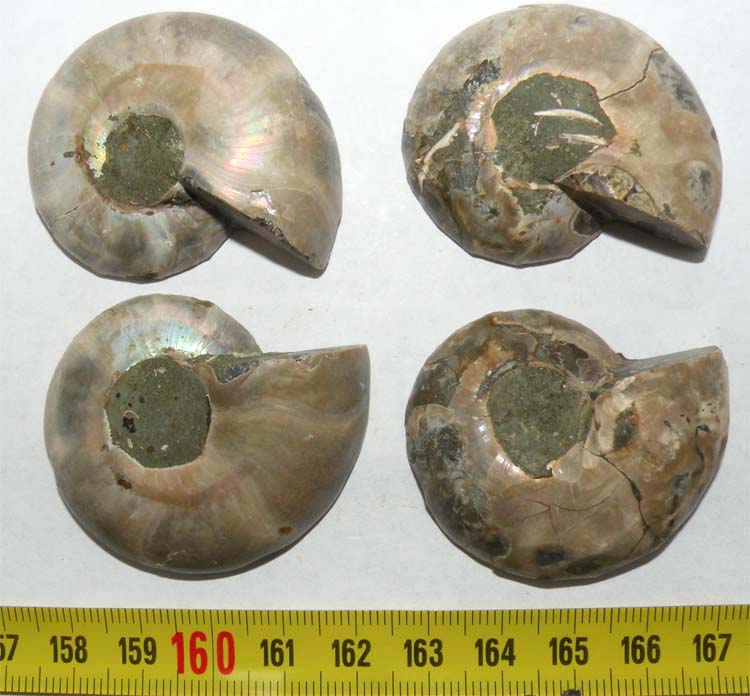 https://www.nuggetsfactory.com/EURO/mammifere/ammonite/11%20a.jpg