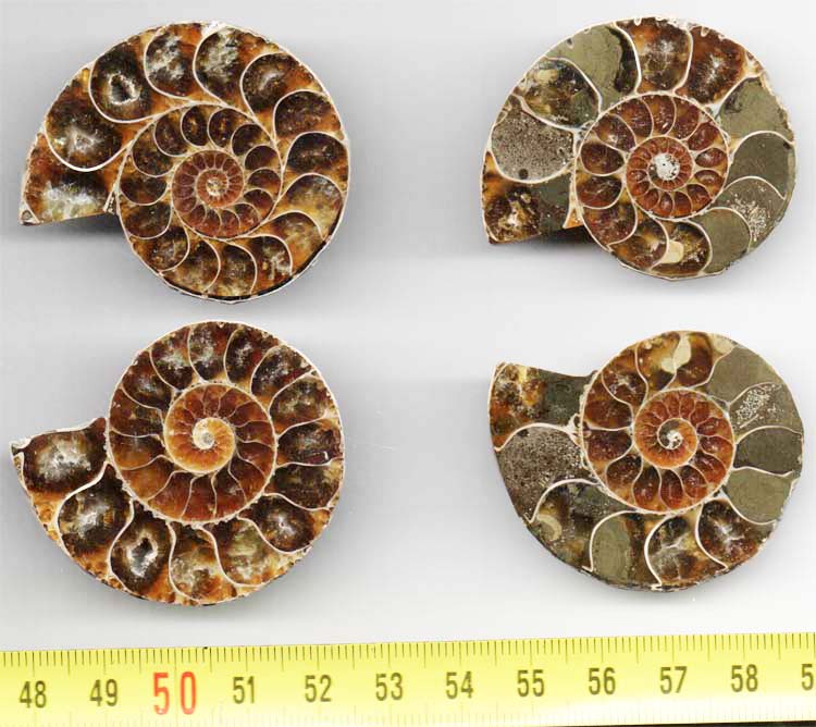 https://www.nuggetsfactory.com/EURO/mammifere/ammonite/11.jpg