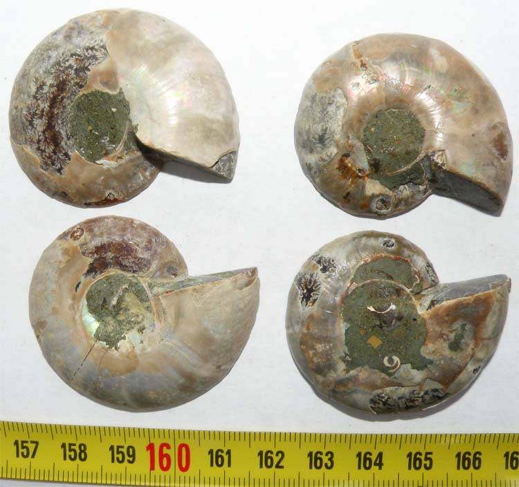 https://www.nuggetsfactory.com/EURO/mammifere/ammonite/12%20a.jpg