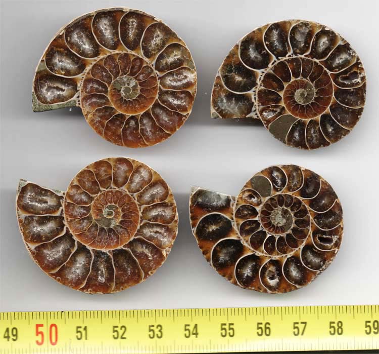 https://www.nuggetsfactory.com/EURO/mammifere/ammonite/12.jpg
