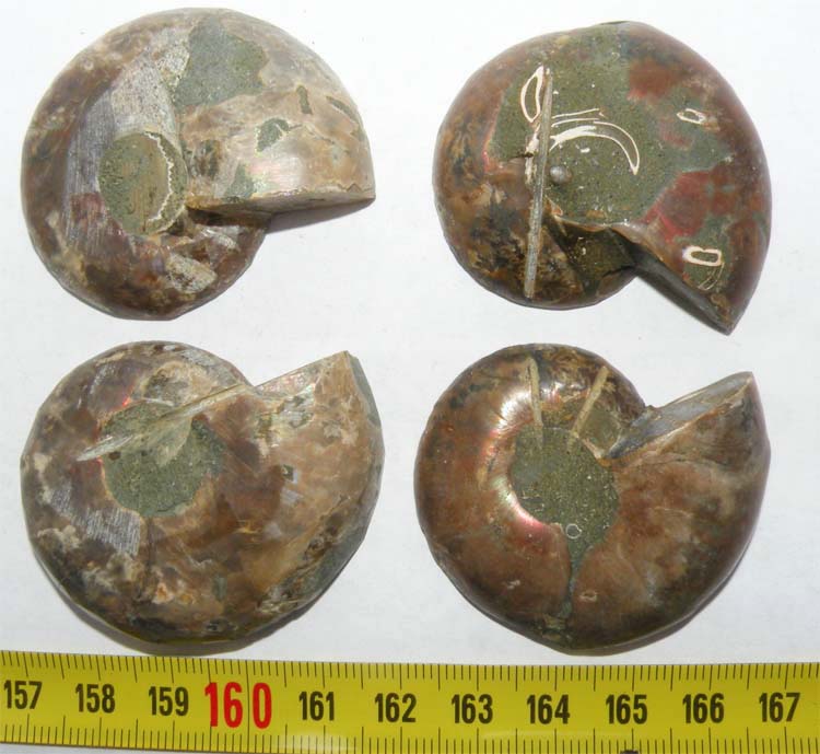 https://www.nuggetsfactory.com/EURO/mammifere/ammonite/13%20a.jpg