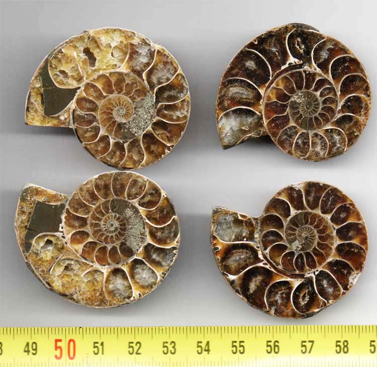 https://www.nuggetsfactory.com/EURO/mammifere/ammonite/13.jpg