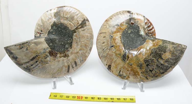 https://www.nuggetsfactory.com/EURO/mammifere/ammonite/15%20a.jpg