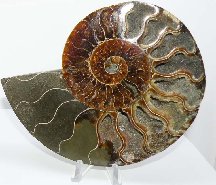 https://www.nuggetsfactory.com/EURO/mammifere/ammonite/15%20c.jpg