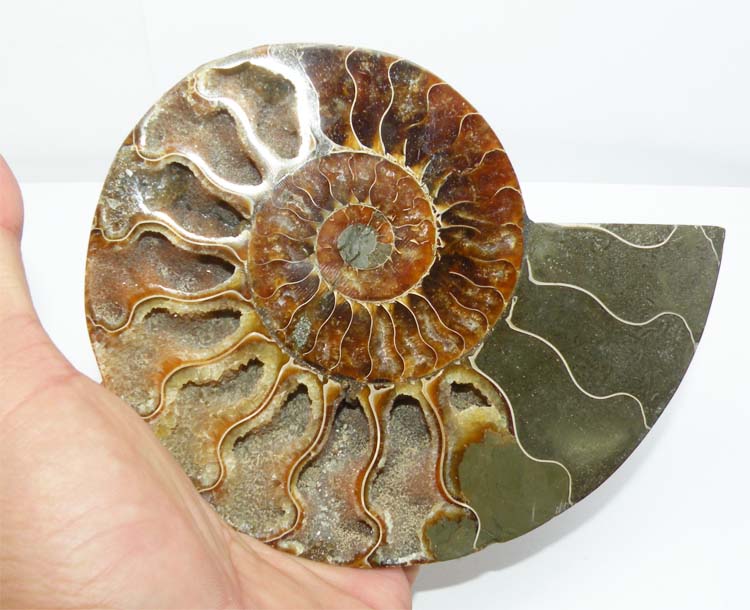 https://www.nuggetsfactory.com/EURO/mammifere/ammonite/15%20d.jpg