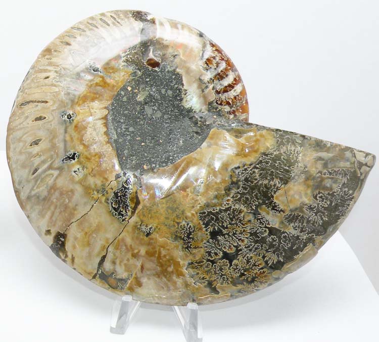 https://www.nuggetsfactory.com/EURO/mammifere/ammonite/15%20e.jpg