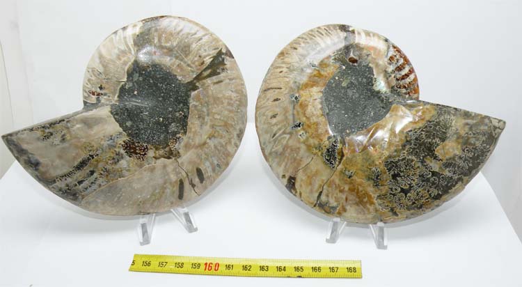 https://www.nuggetsfactory.com/EURO/mammifere/ammonite/15%20f.jpg