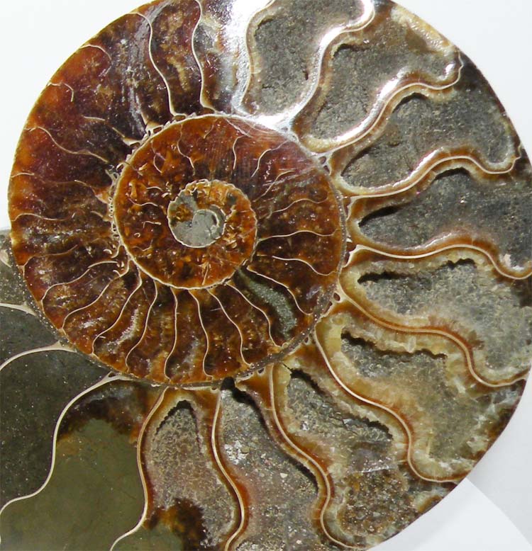 https://www.nuggetsfactory.com/EURO/mammifere/ammonite/15%20i.jpg