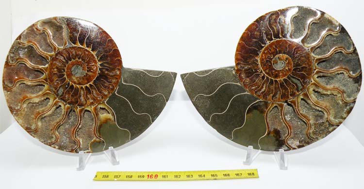 https://www.nuggetsfactory.com/EURO/mammifere/ammonite/15.jpg