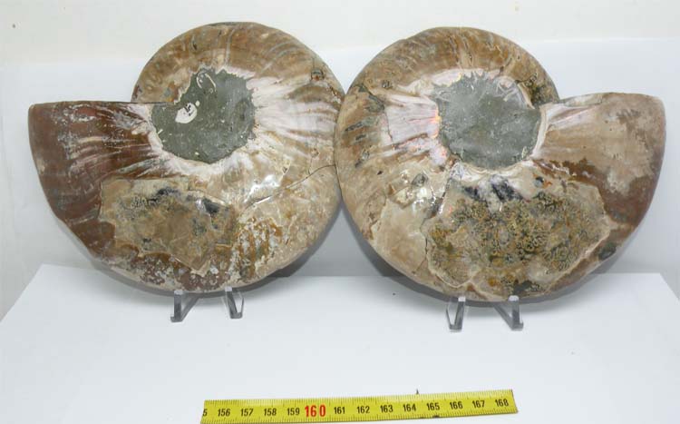 https://www.nuggetsfactory.com/EURO/mammifere/ammonite/17%20a.jpg
