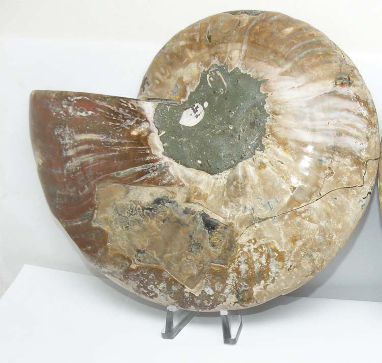 https://www.nuggetsfactory.com/EURO/mammifere/ammonite/17%20b.jpg