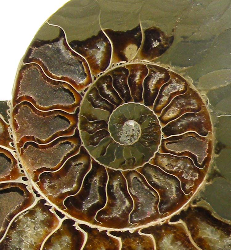 https://www.nuggetsfactory.com/EURO/mammifere/ammonite/17%20f.jpg