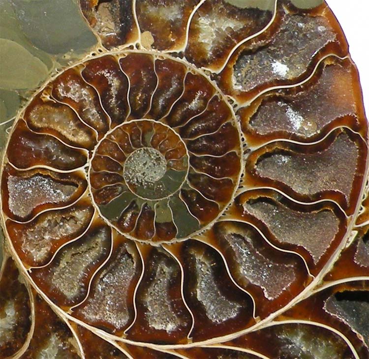 https://www.nuggetsfactory.com/EURO/mammifere/ammonite/17%20g.jpg