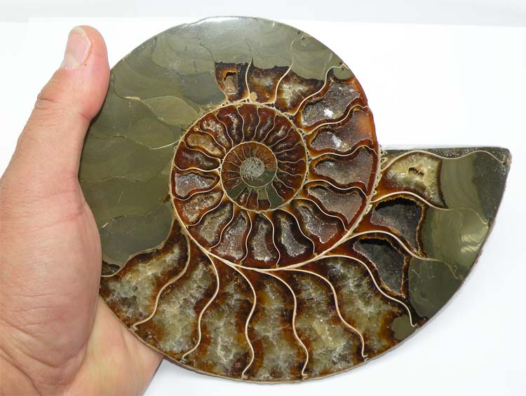 https://www.nuggetsfactory.com/EURO/mammifere/ammonite/17%20h.jpg
