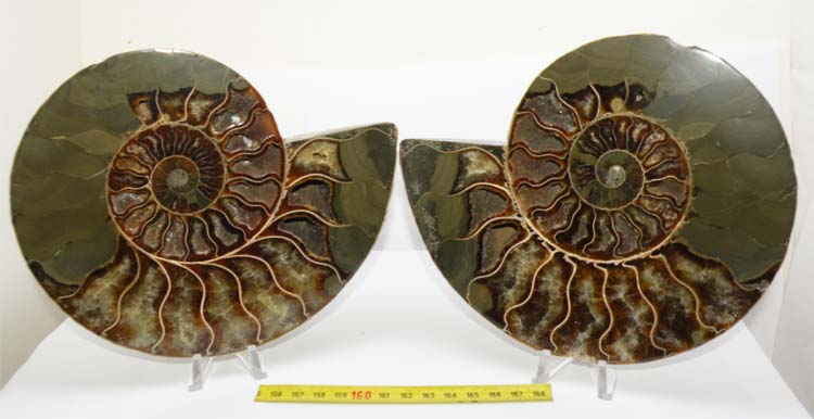 https://www.nuggetsfactory.com/EURO/mammifere/ammonite/17.jpg