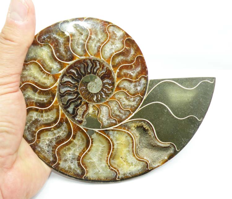 https://www.nuggetsfactory.com/EURO/mammifere/ammonite/18%20b.jpg