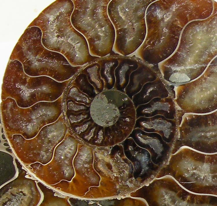 https://www.nuggetsfactory.com/EURO/mammifere/ammonite/18%20i.jpg