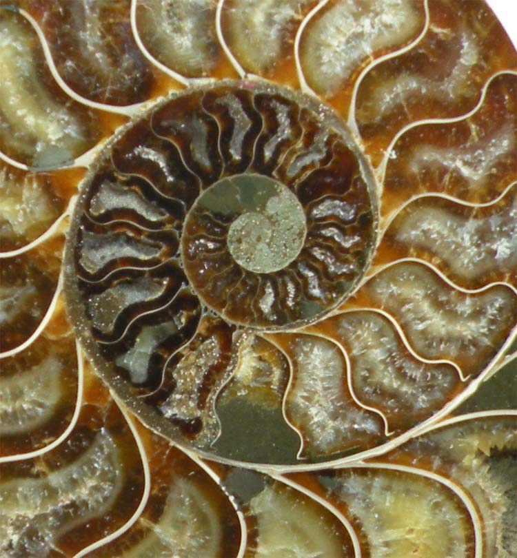 https://www.nuggetsfactory.com/EURO/mammifere/ammonite/18%20j.jpg