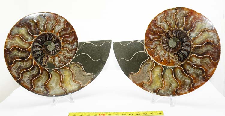 https://www.nuggetsfactory.com/EURO/mammifere/ammonite/18.jpg