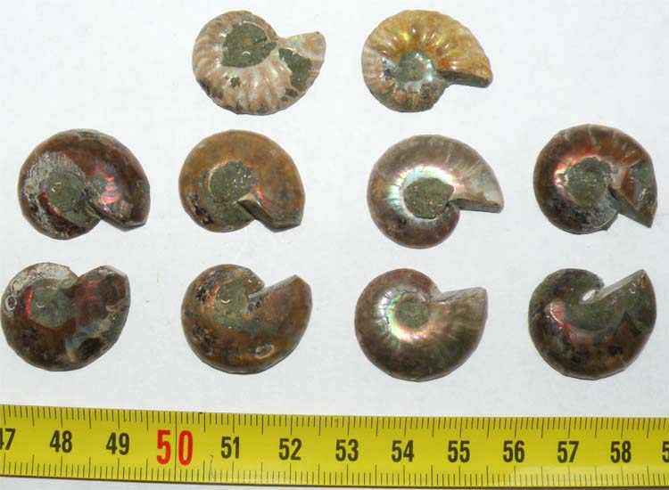 https://www.nuggetsfactory.com/EURO/mammifere/ammonite/2%20a.jpg