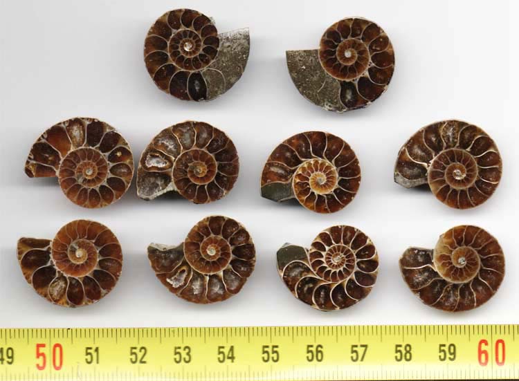 https://www.nuggetsfactory.com/EURO/mammifere/ammonite/2.jpg