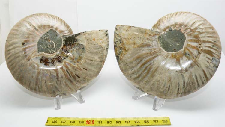 https://www.nuggetsfactory.com/EURO/mammifere/ammonite/20%20a.jpg