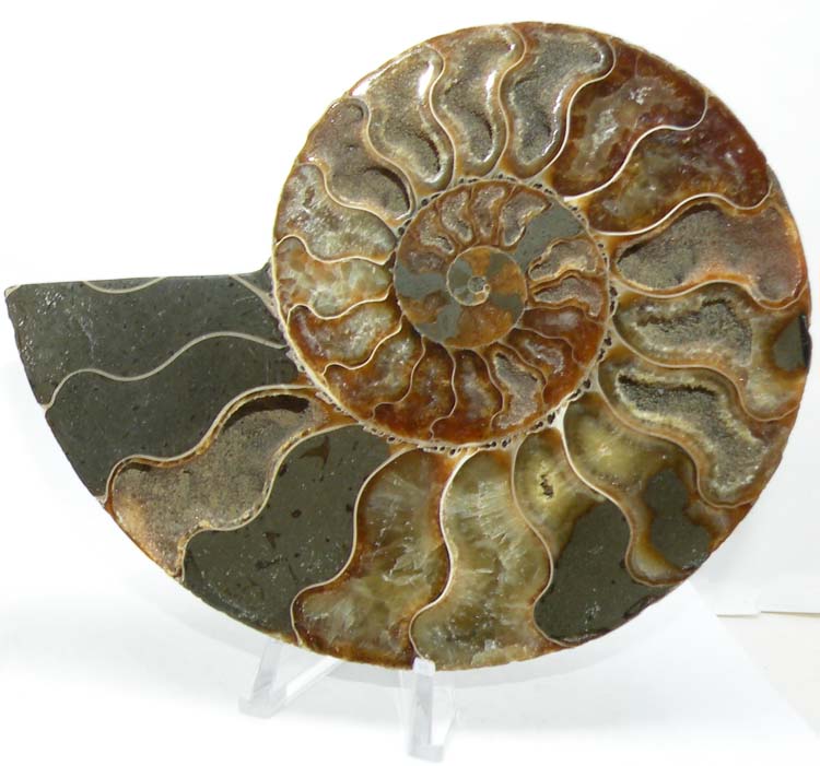 https://www.nuggetsfactory.com/EURO/mammifere/ammonite/20%20b.jpg