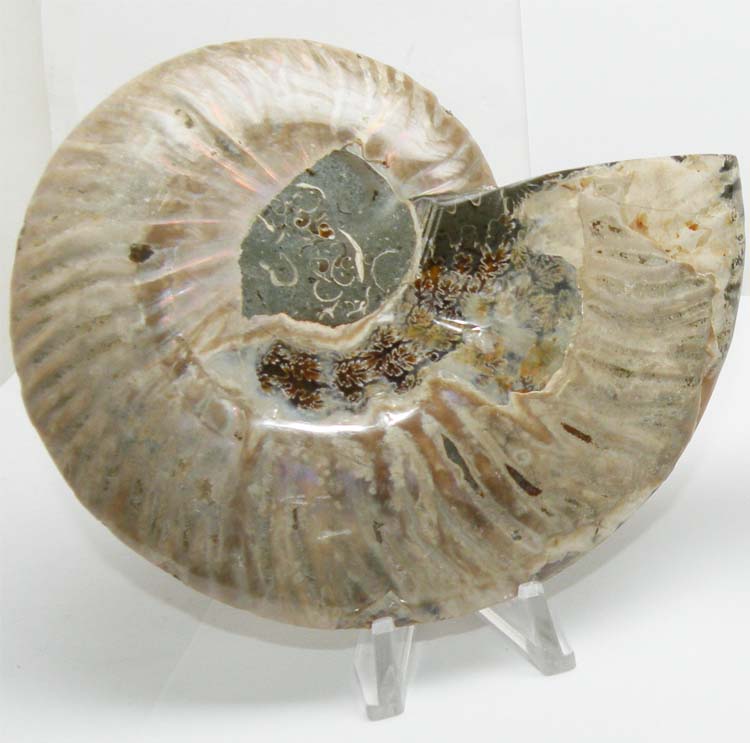 https://www.nuggetsfactory.com/EURO/mammifere/ammonite/20%20e.jpg