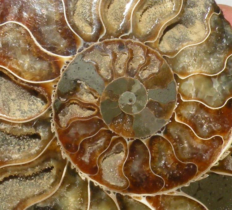https://www.nuggetsfactory.com/EURO/mammifere/ammonite/20%20f.jpg