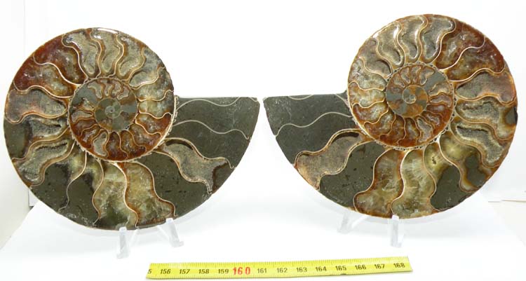 https://www.nuggetsfactory.com/EURO/mammifere/ammonite/20.jpg