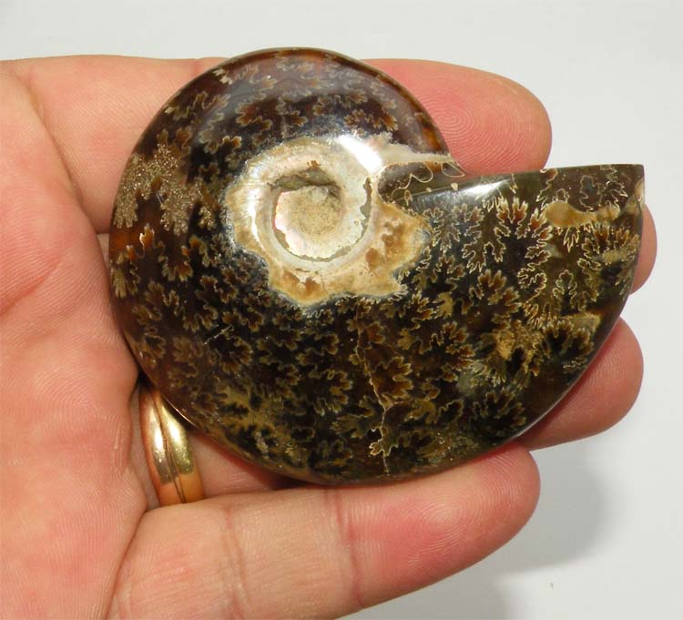 https://www.nuggetsfactory.com/EURO/mammifere/ammonite/22%20b.jpg