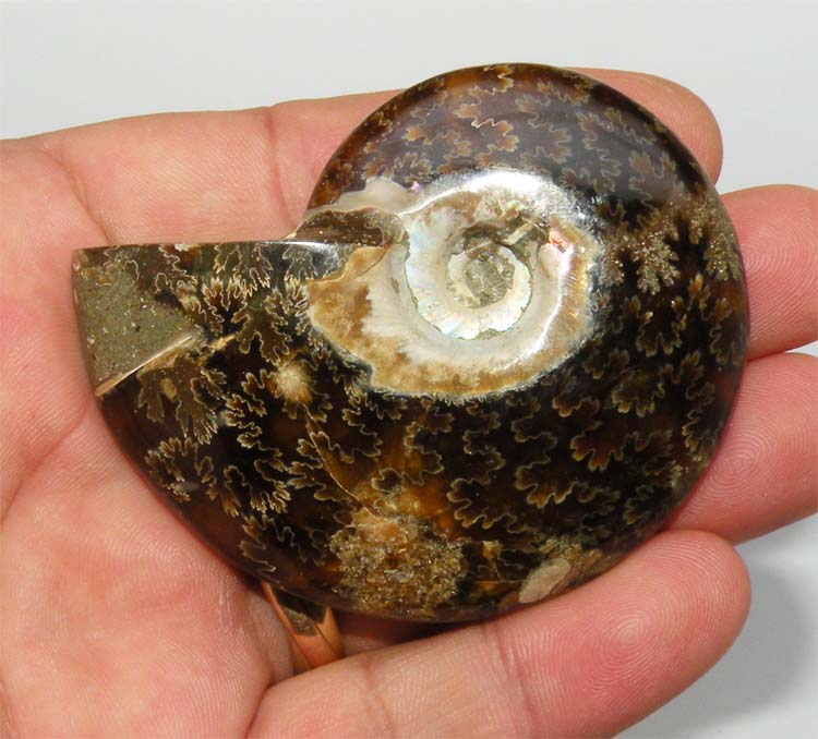 https://www.nuggetsfactory.com/EURO/mammifere/ammonite/22%20c.jpg
