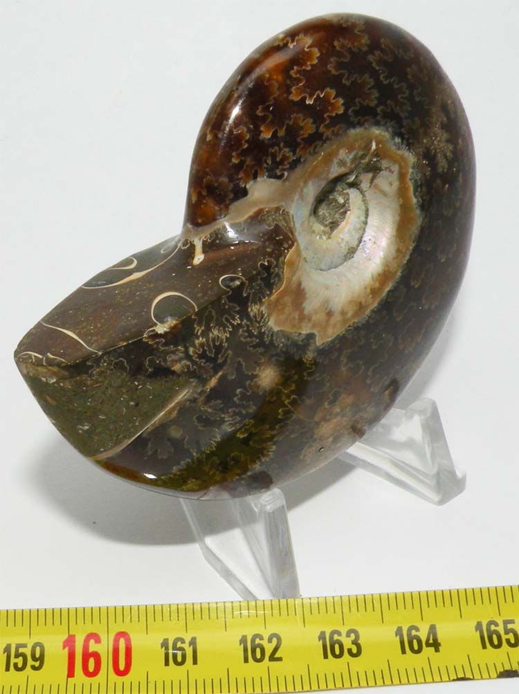 https://www.nuggetsfactory.com/EURO/mammifere/ammonite/22%20d.jpg