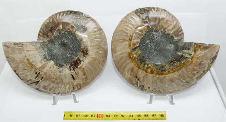 https://www.nuggetsfactory.com/EURO/mammifere/ammonite/23%20a.jpg