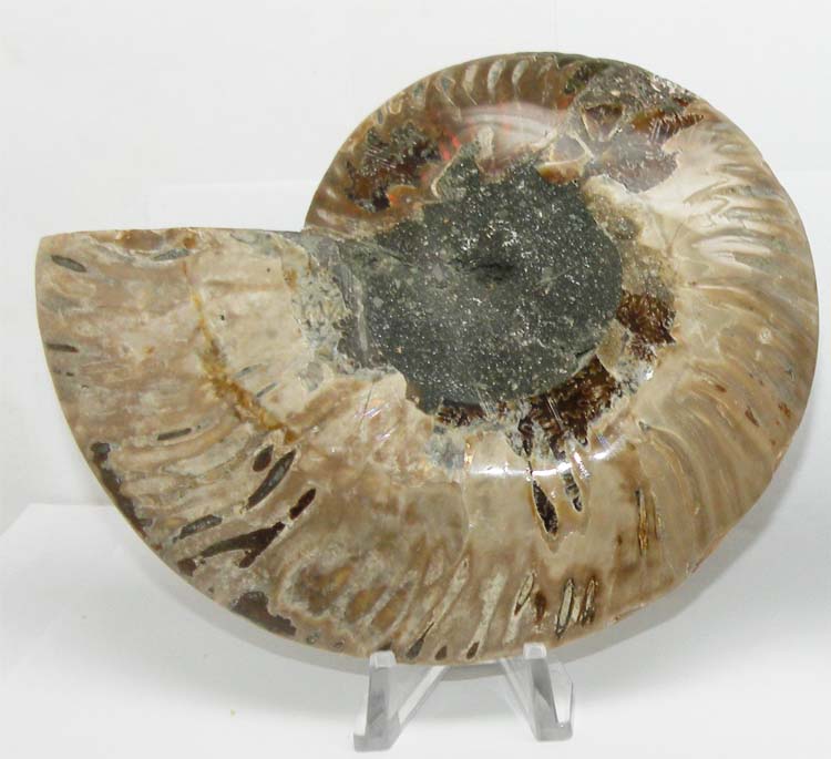 https://www.nuggetsfactory.com/EURO/mammifere/ammonite/23%20b.jpg