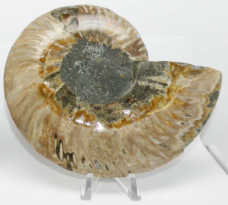 https://www.nuggetsfactory.com/EURO/mammifere/ammonite/23%20e.jpg