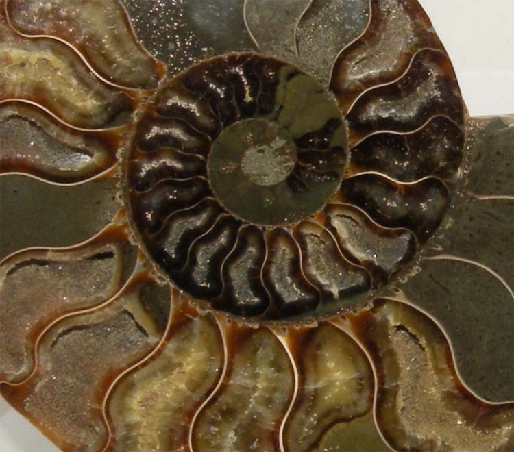https://www.nuggetsfactory.com/EURO/mammifere/ammonite/23%20f.jpg