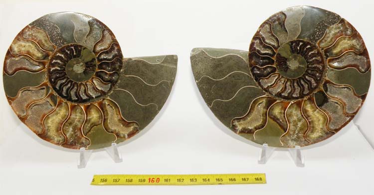 https://www.nuggetsfactory.com/EURO/mammifere/ammonite/23.jpg