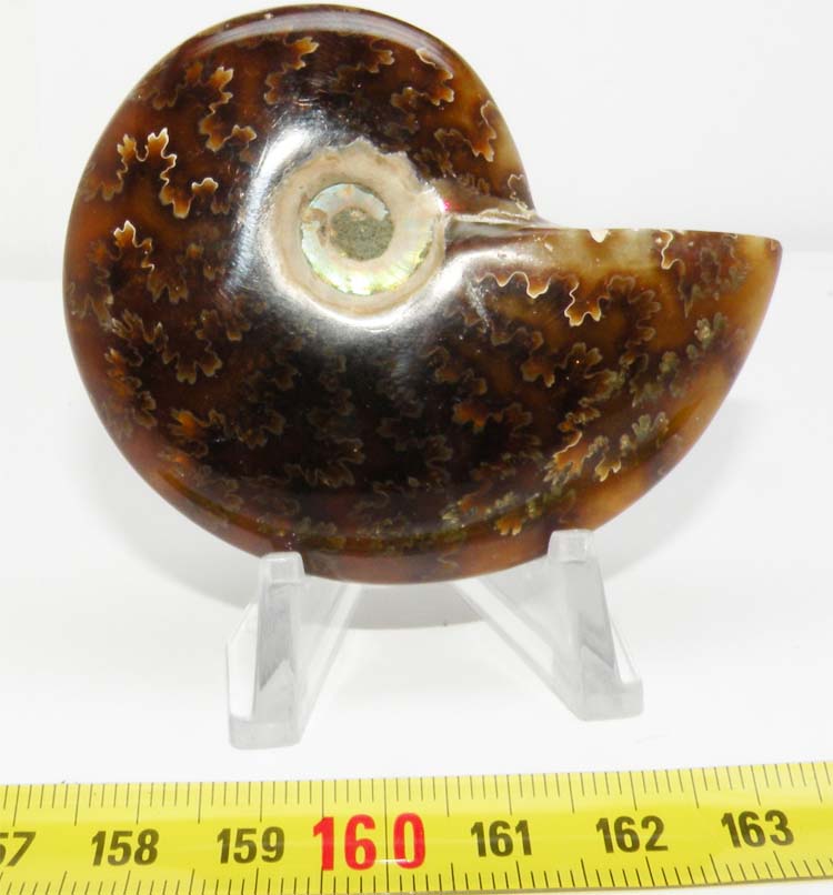 https://www.nuggetsfactory.com/EURO/mammifere/ammonite/24%20a.jpg