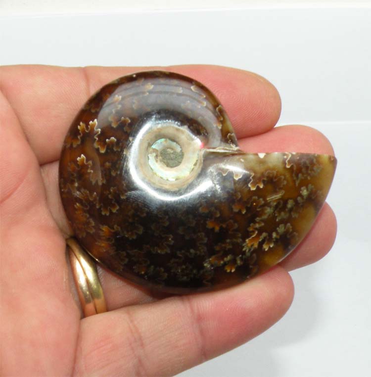 https://www.nuggetsfactory.com/EURO/mammifere/ammonite/24%20e.jpg
