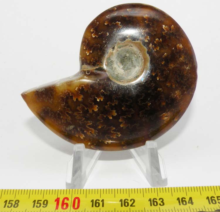 https://www.nuggetsfactory.com/EURO/mammifere/ammonite/24.jpg