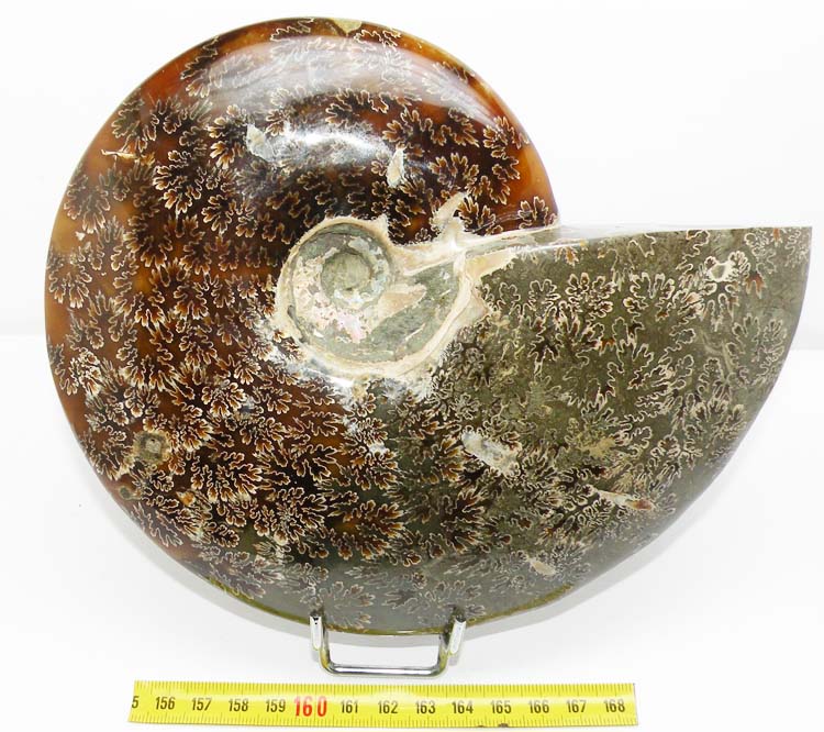 https://www.nuggetsfactory.com/EURO/mammifere/ammonite/26%20a.jpg