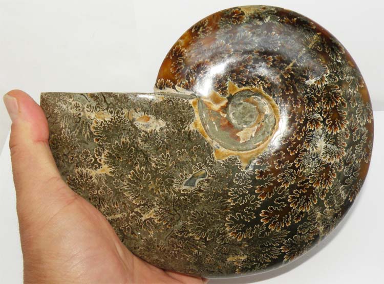 https://www.nuggetsfactory.com/EURO/mammifere/ammonite/26%20b.jpg