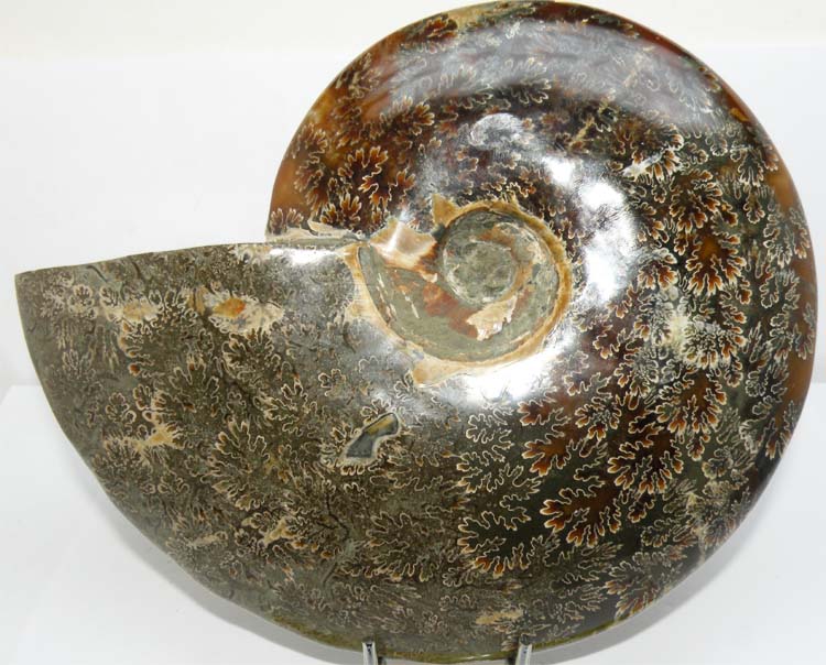 https://www.nuggetsfactory.com/EURO/mammifere/ammonite/26%20d.jpg